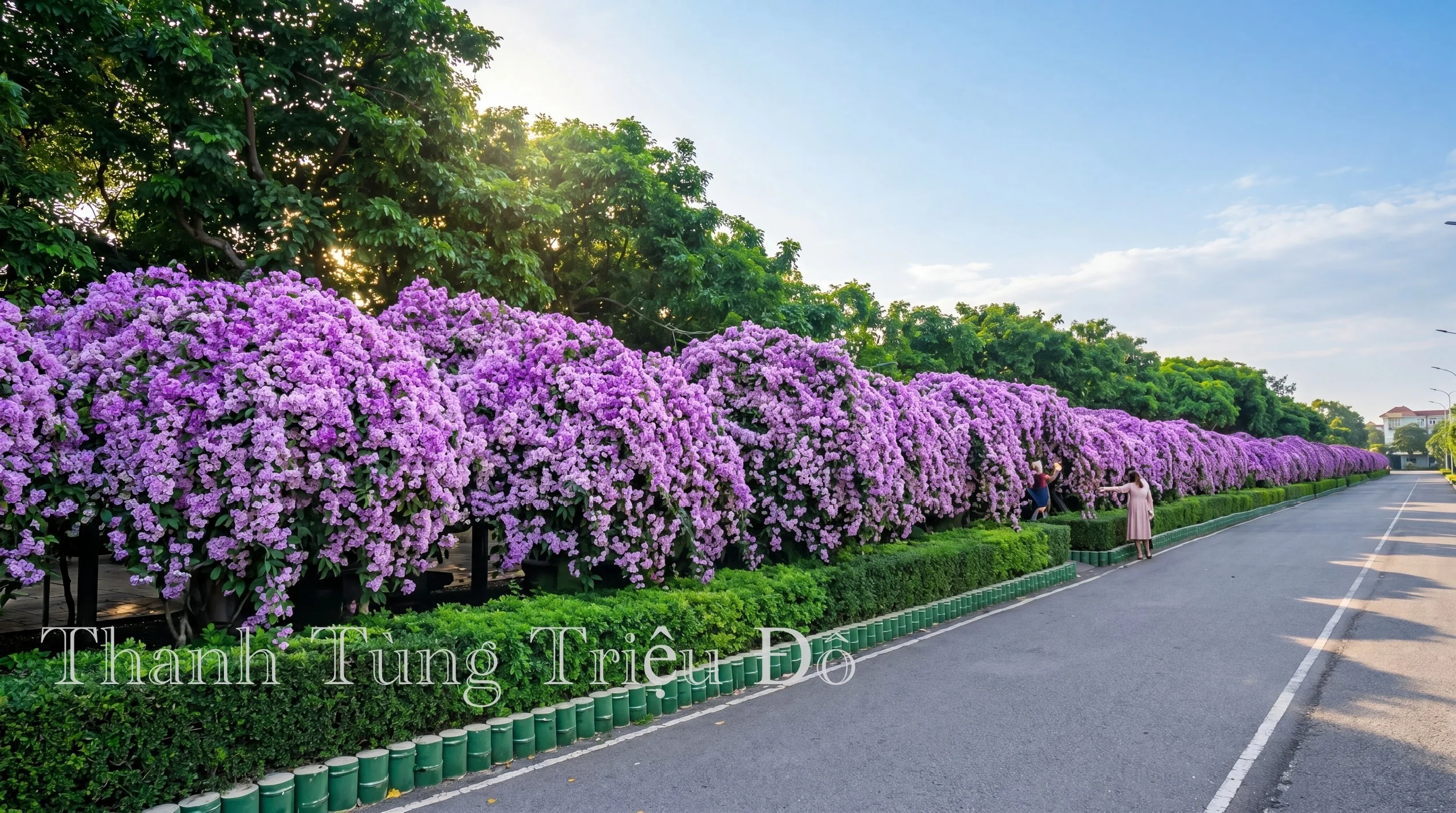 canh-quan-duong-hoa-biet-thu-ciputra.webp